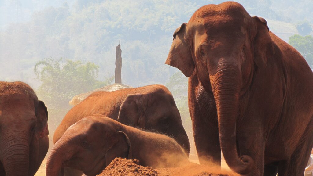 Elephant sanctuary in Chiang Mai