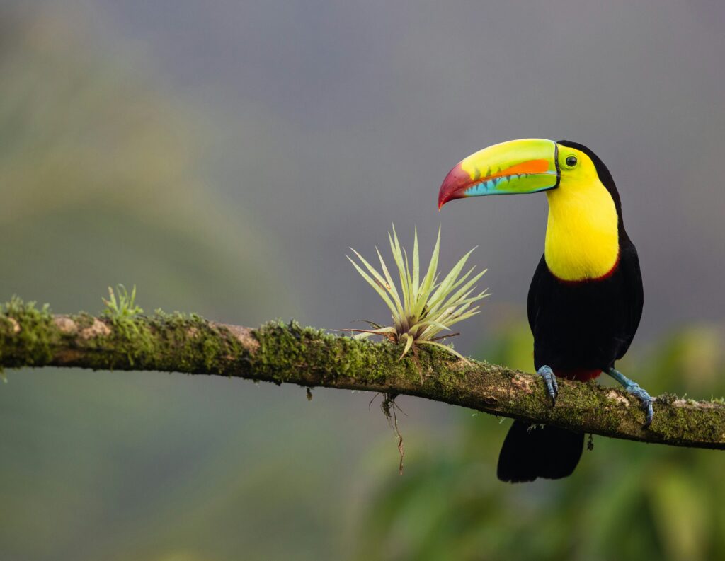 Toucan in Costa Rica